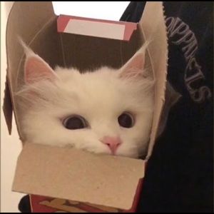 Meet your Posher, Avi